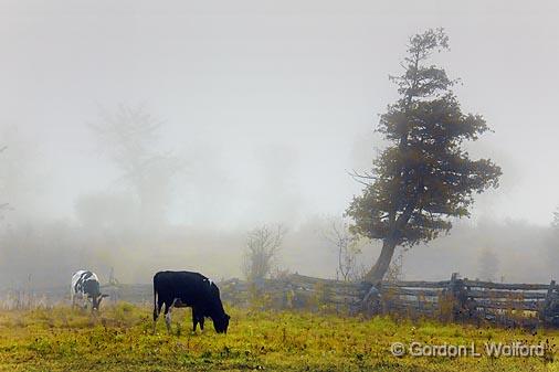 Cows In Fog_08596.jpg - Photographed near Carleton Place, Ontario, Canada.